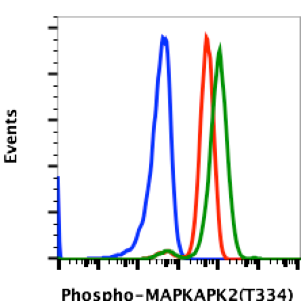 Phospho-MAPKAPK2 (Thr334) (H2) rabbit mAb Antibody