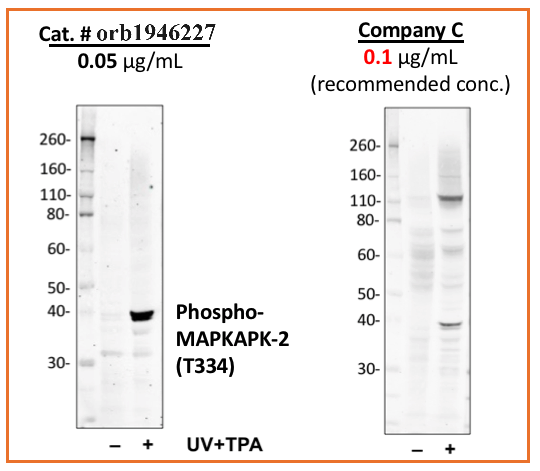 Phospho-MAPKAPK2 (Thr334) (H2) rabbit mAb Antibody