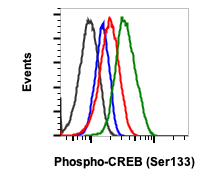 Phospho-CREB (Ser133) (4D11) rabbit mAb Antibody