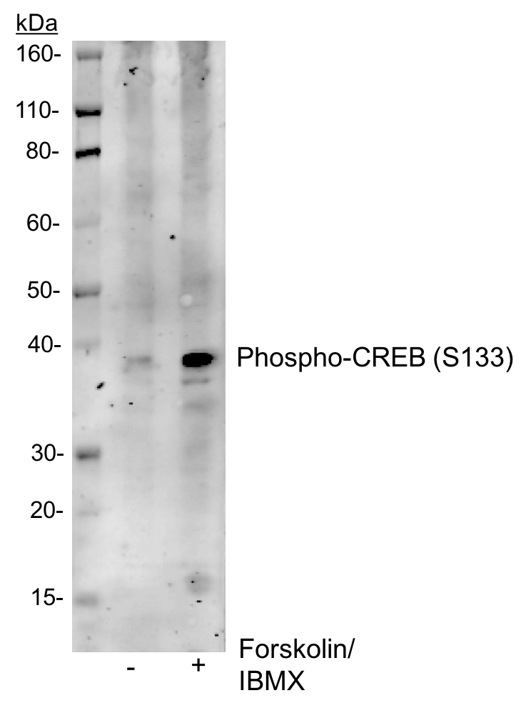 Phospho-CREB (Ser133) (4D11) rabbit mAb Antibody