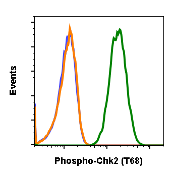 Phospho-Chk2 (Thr68) (D12) rabbit mAb Antibody