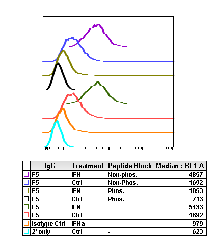 Phospho-NDRG1 (Thr346) (F5) rabbit mAb Antibody