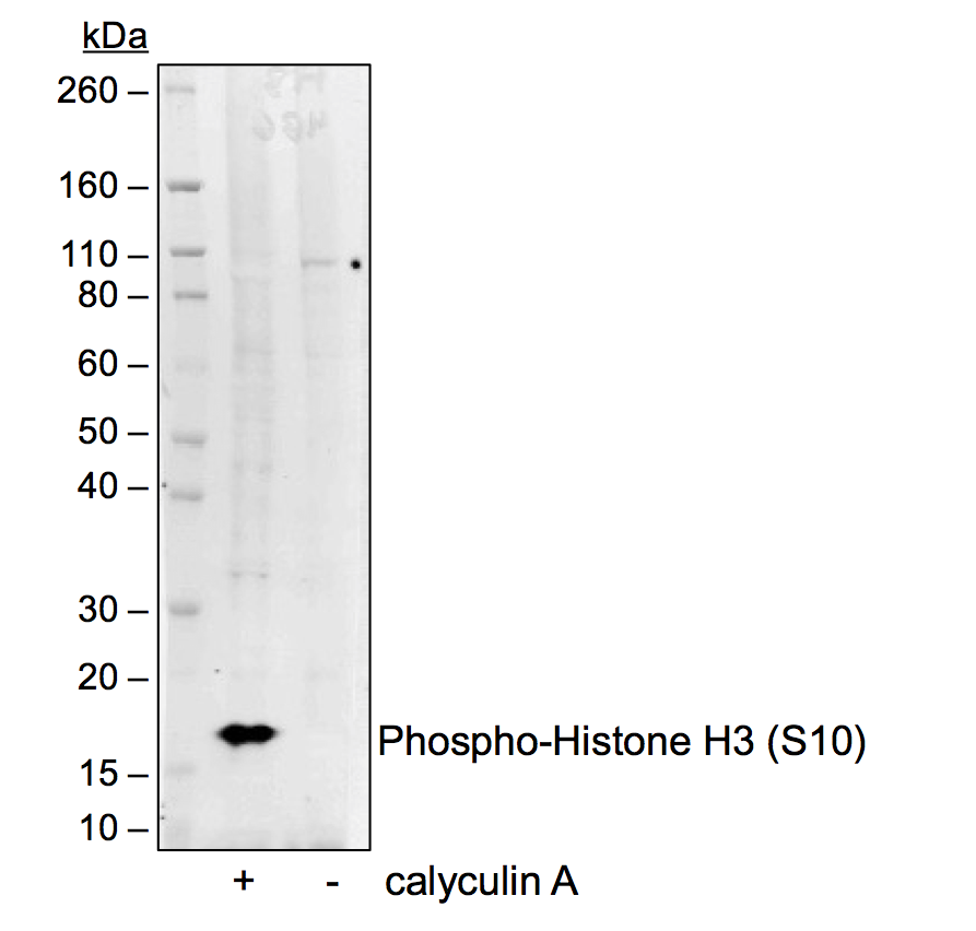 Phospho-Histone H3 (Ser10) (4B6) rabbit mAb Antibody