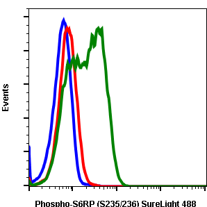 Phospho-S6 Ribosomal Protein (Ser235/236) (R3A2) rabbit mAb SureLight488 conjugate Antibody