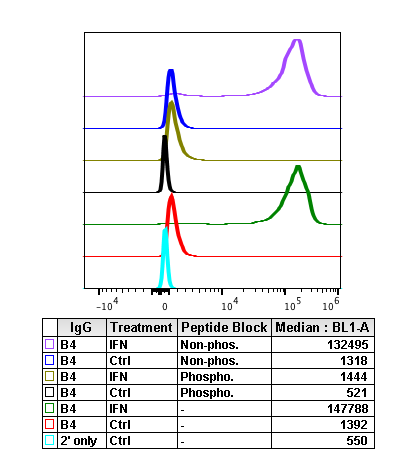 Phospho-Btk (Tyr223) (B4) rabbit mAb Antibody