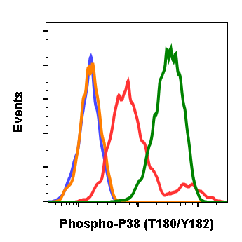 Phospho-p38 MAPK (Thr180/Tyr182) (E3) rabbit mAb Antibody