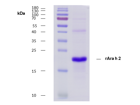 rAra h 2 (Arachis hypogaea 2.0201) Antibody