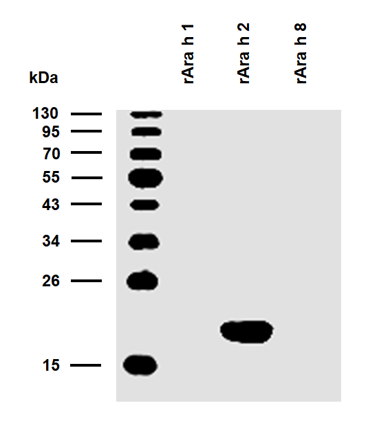 rAra h 2 (Arachis hypogaea 2.0201) Antibody