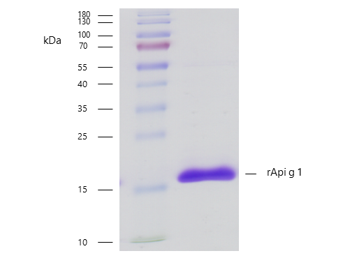 rApi g 1 (Apium graveolens 1.0101) Antibody
