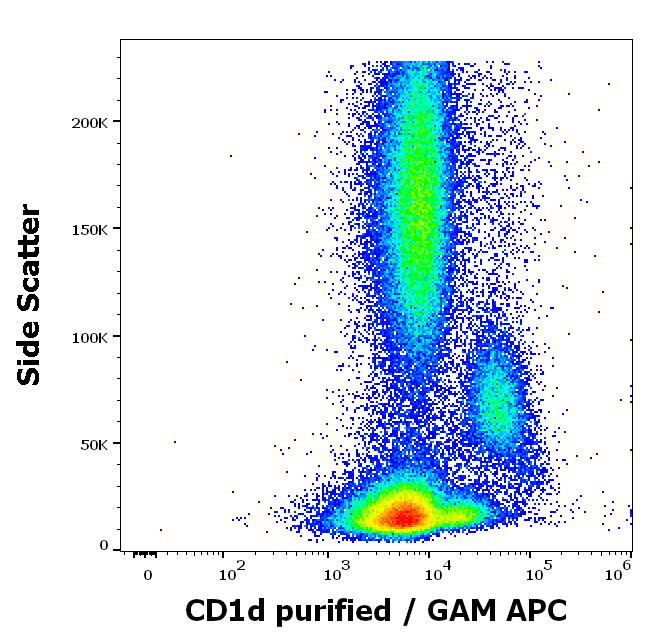 CD1d Antibody