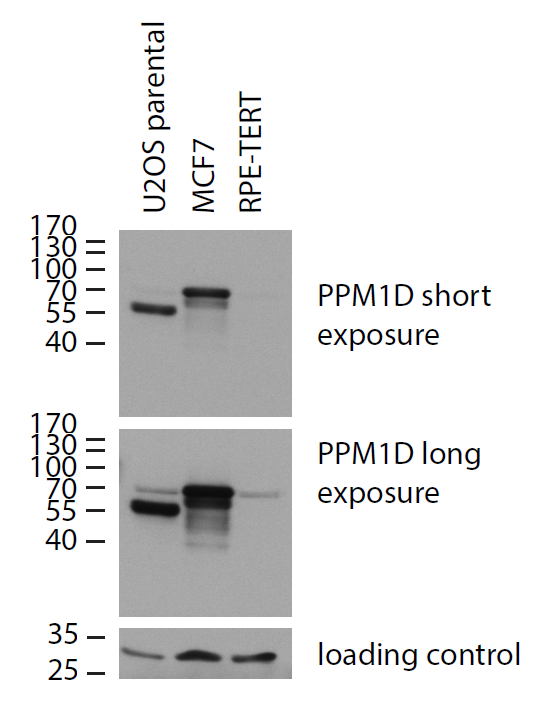 PPM1D Antibody