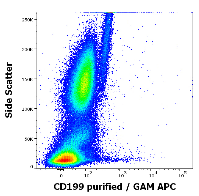 CD199 Antibody