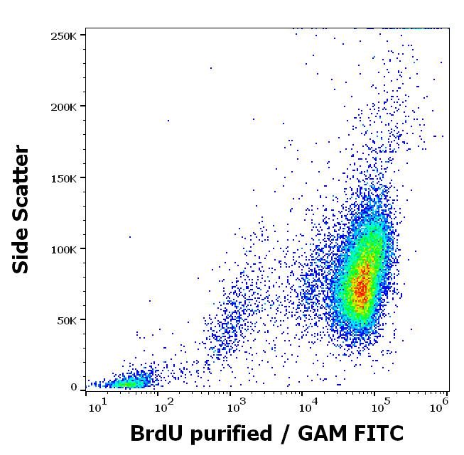 BrdU Antibody