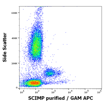 SCIMP Antibody