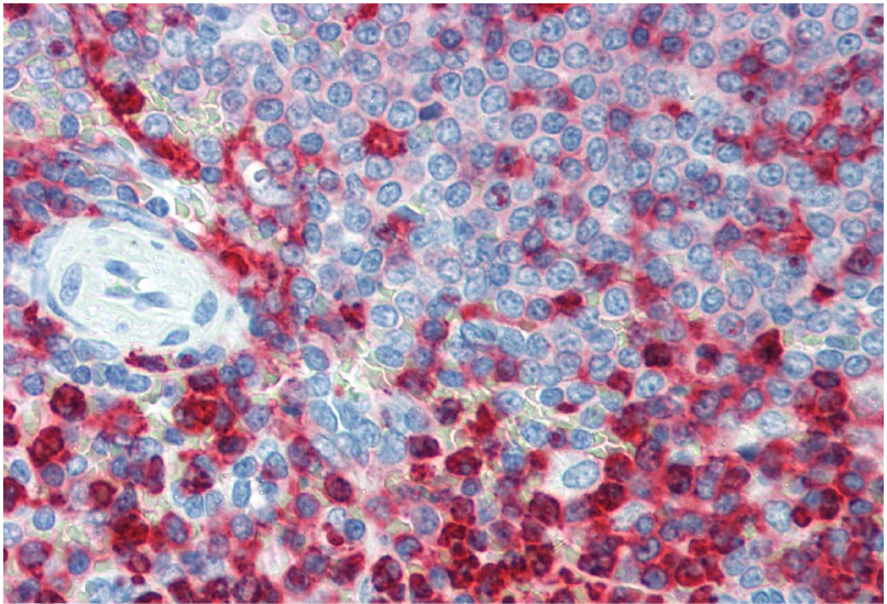 CD18 Antibody
