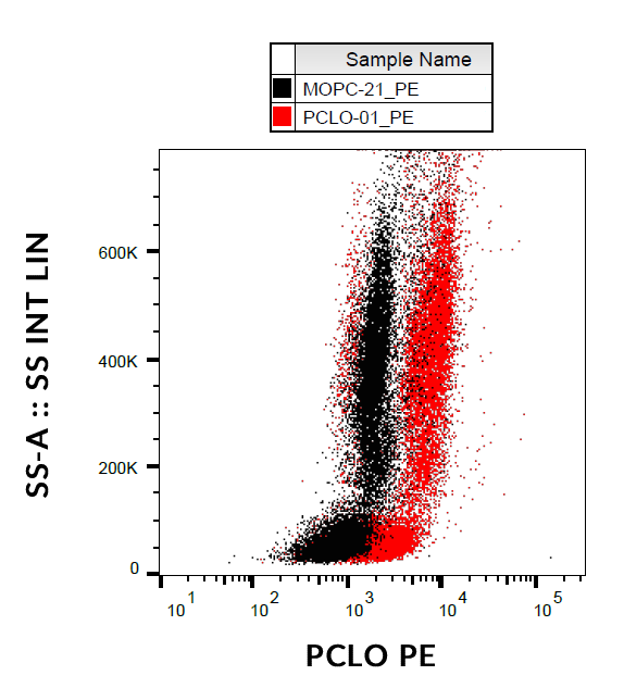 PCLO Antibody (PE)