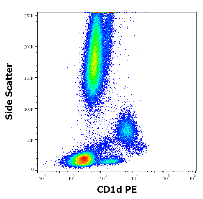 CD1d Antibody (PE)