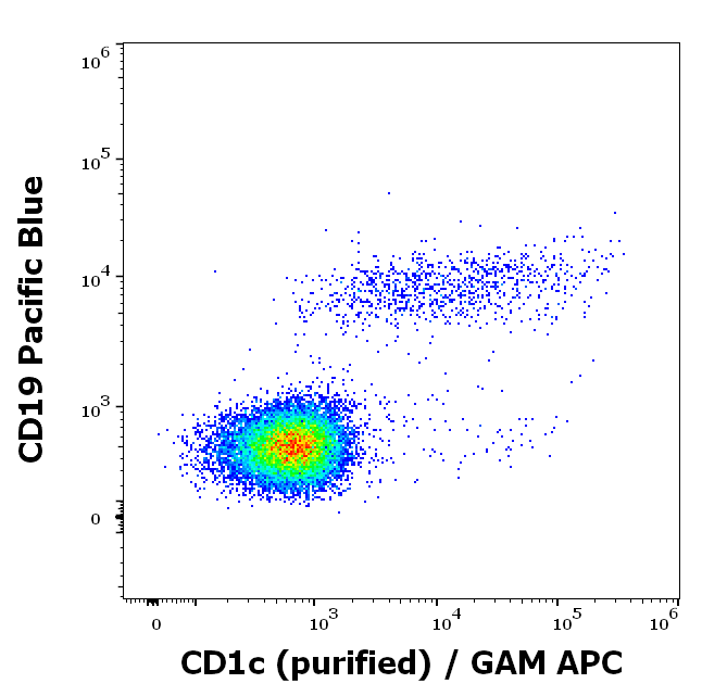 CD1c Antibody