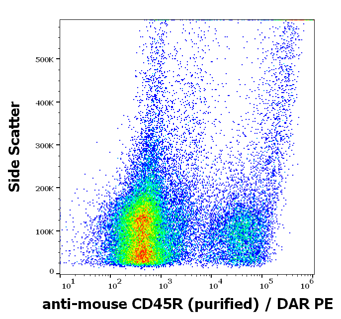 CD45R Antibody