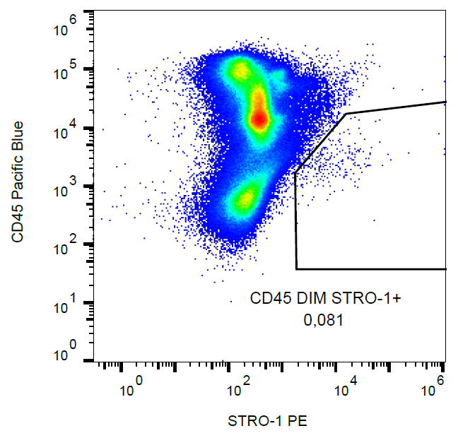 STRO-1 Antibody (PE)