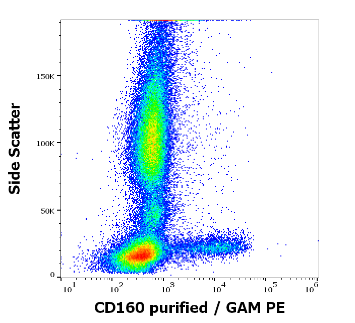 CD160 Antibody