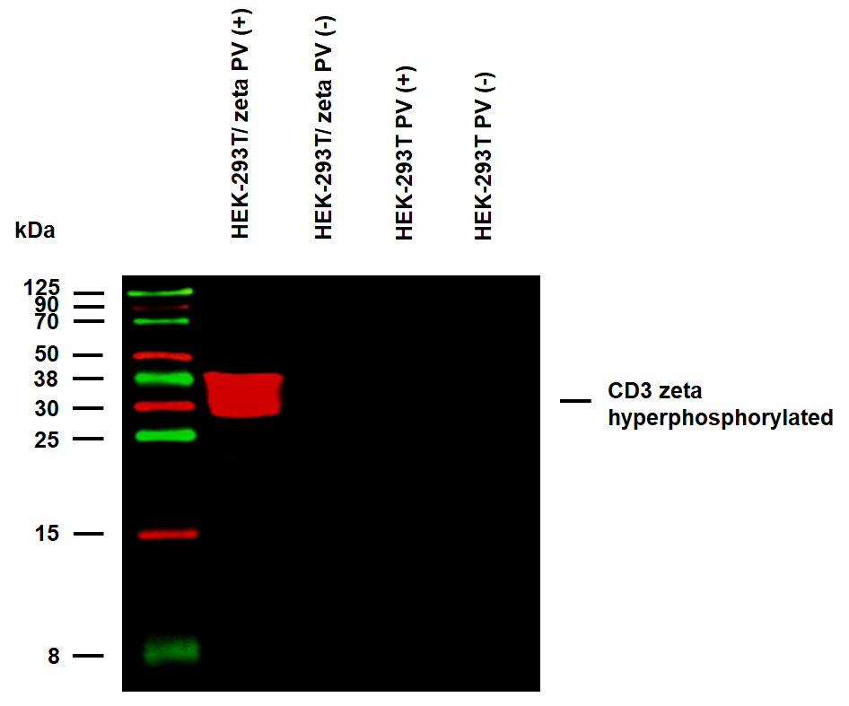 CD3 zeta (pY142) Antibody