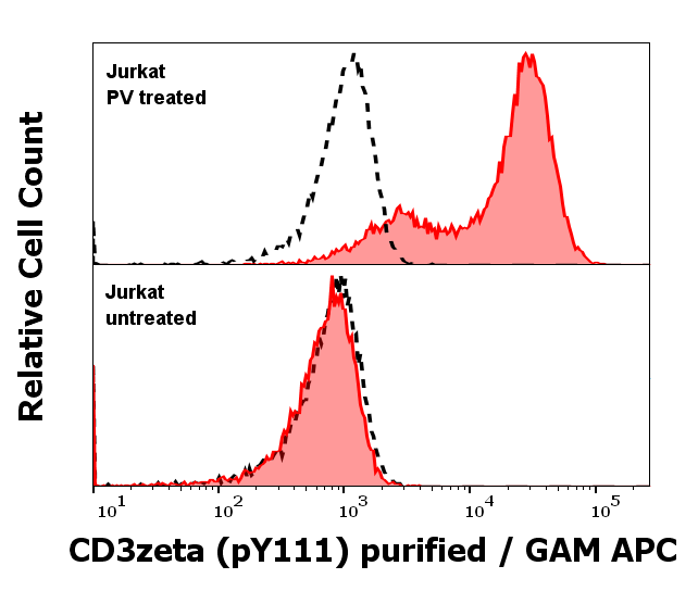 CD3 zeta (pY111) Antibody