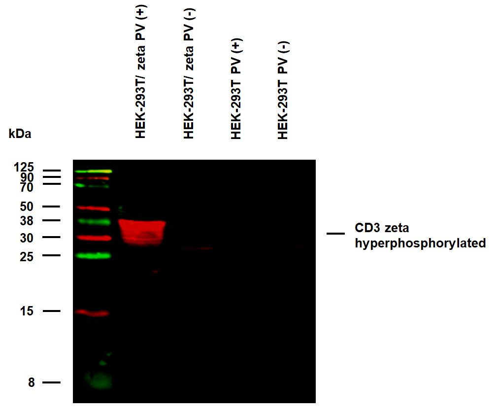 CD3 zeta (pY111) Antibody