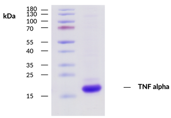 Recombinant human TNF alpha Antibody
