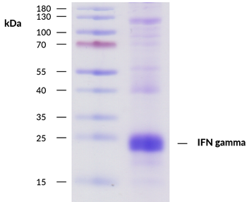 Recombinant human IFN gamma Antibody