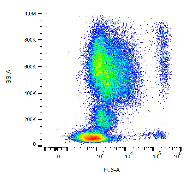 CD193 Antibody