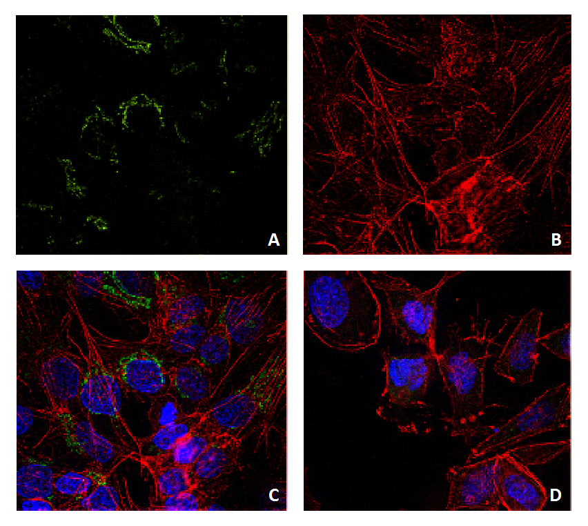 Lysozyme Antibody