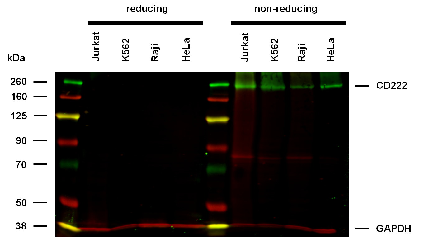 CD222 Antibody