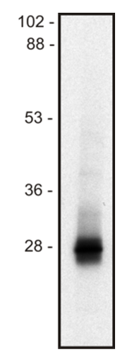 Lime1 Antibody