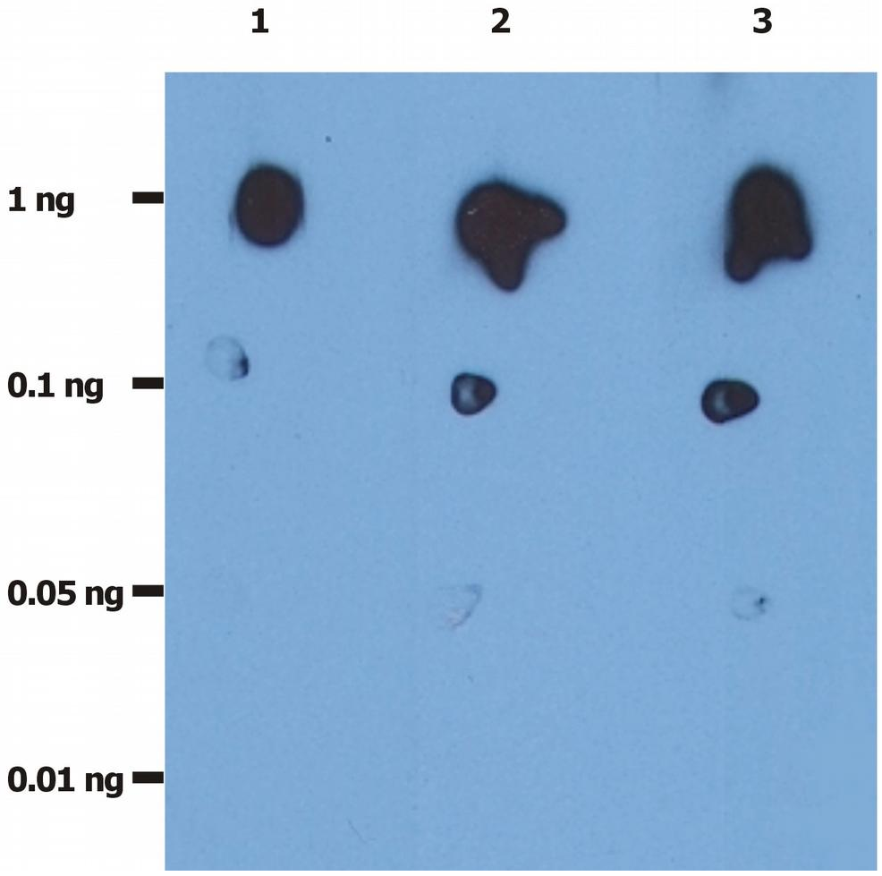 HIV-1/HIV-2 protease Antibody