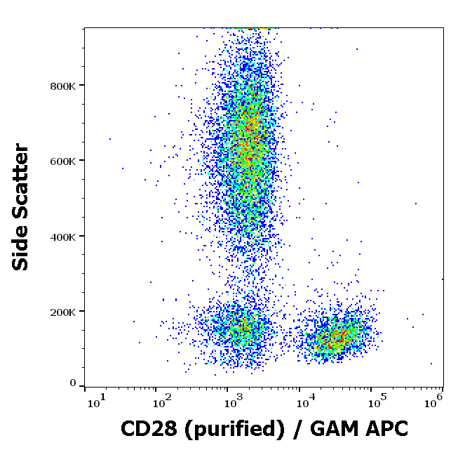 CD28 Antibody
