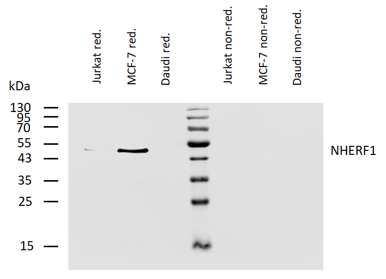 NHERF1 Antibody