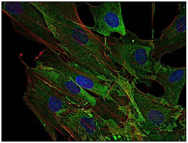 AHNAK1 Antibody
