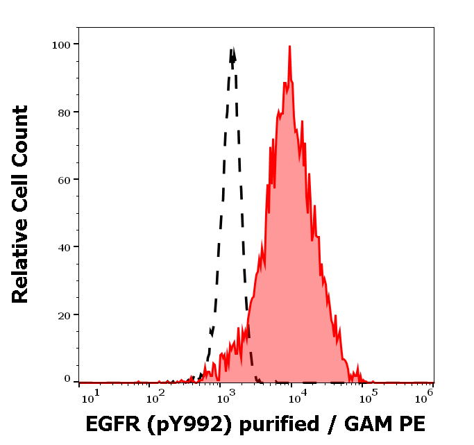EGFR (pY992) Antibody