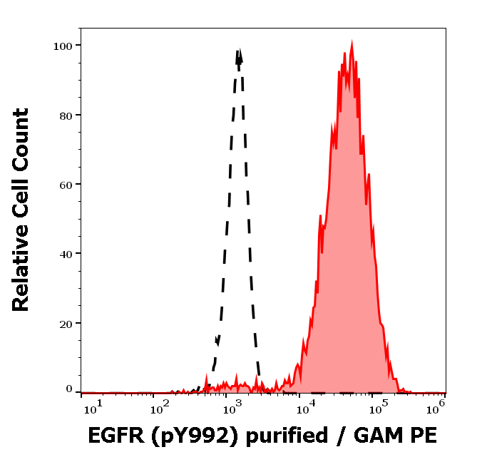EGFR (pY1173) Antibody
