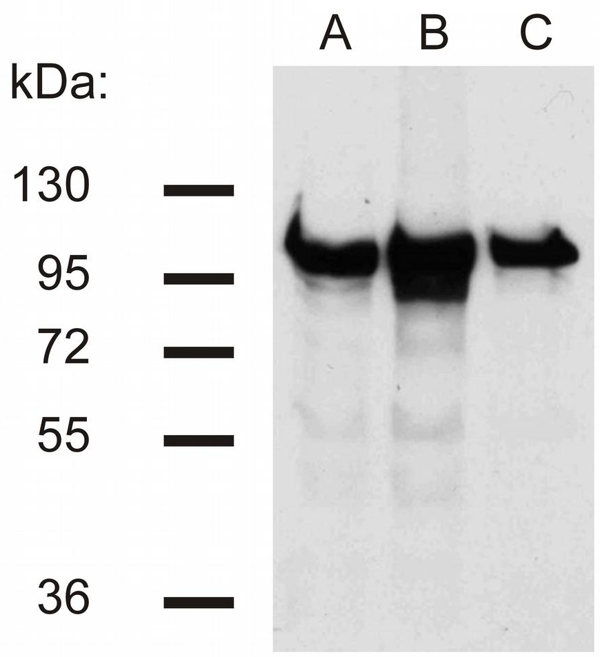 beta-Catenin Antibody