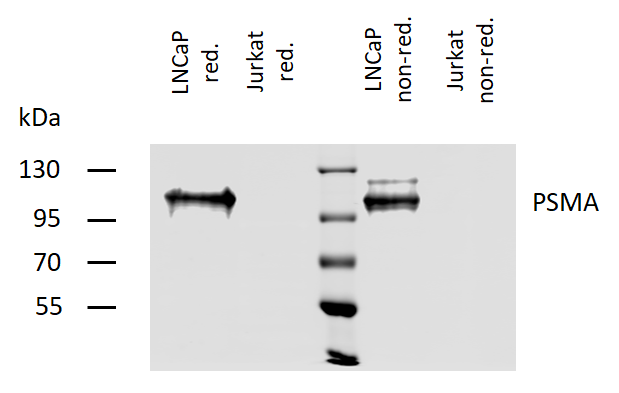 PSMA Antibody