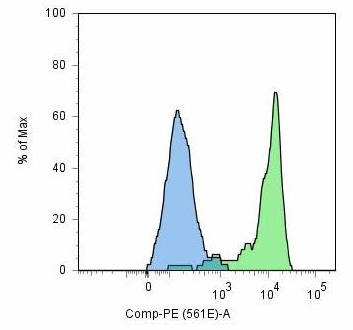 PSMA Antibody