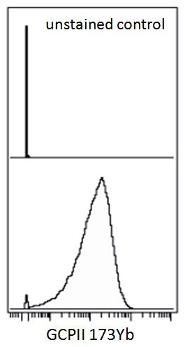 PSMA Antibody