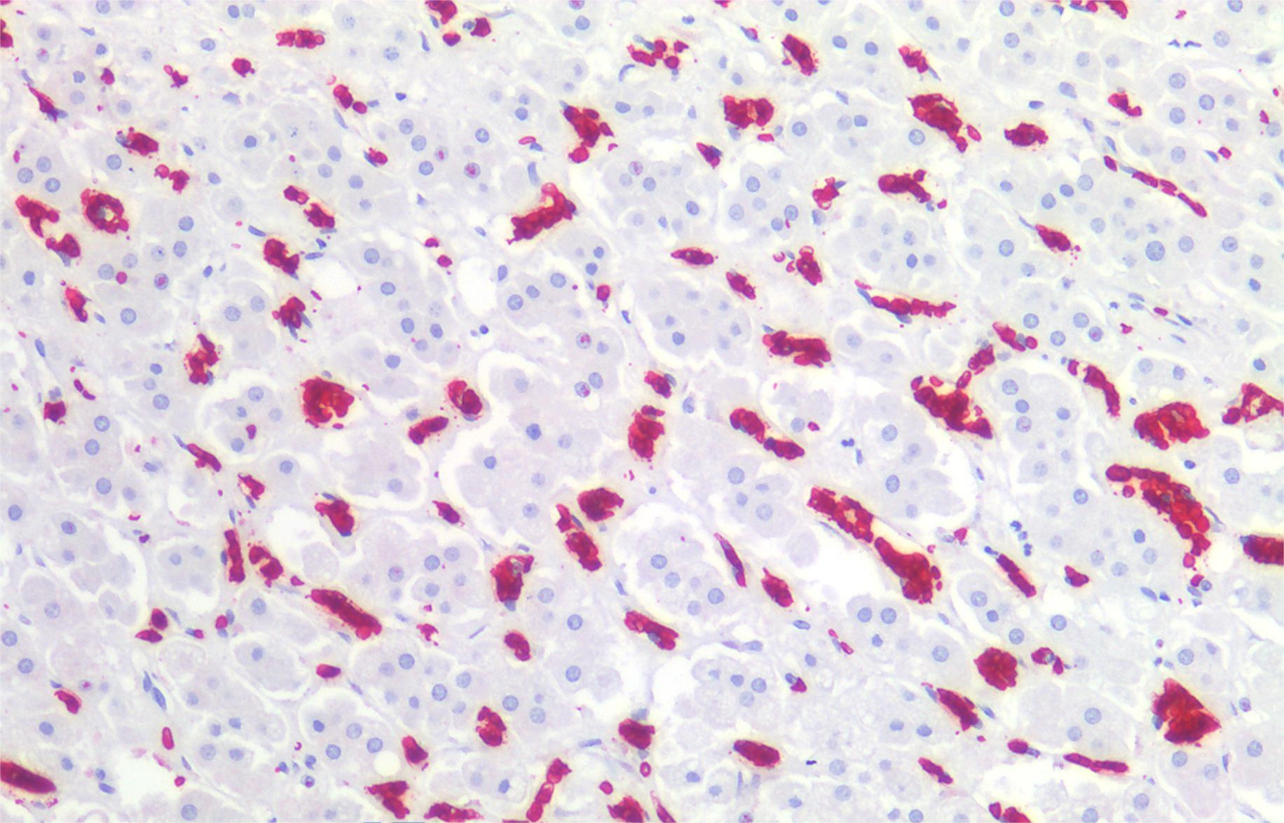CD235ab Antibody