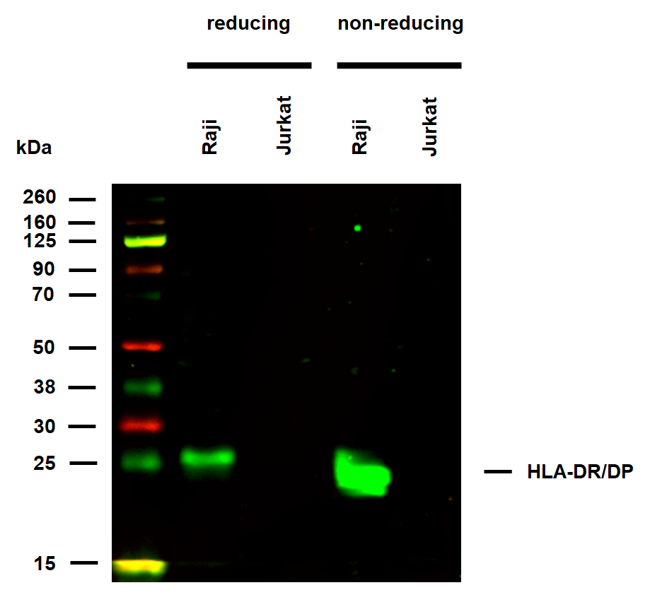 HLA-DR/DP Antibody