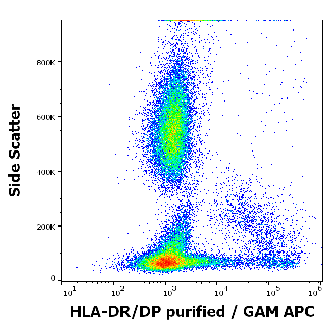 HLA-DR/DP Antibody