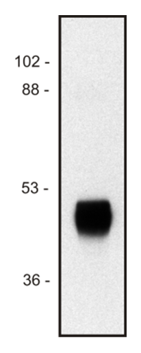 HRP Antibody