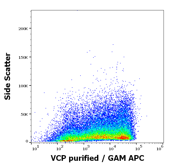 VCP Antibody