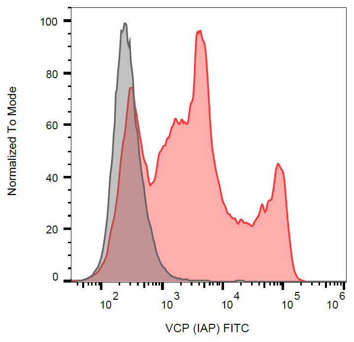 VCP Antibody (FITC)